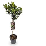 Ilex meserveae Blue Maid - Planta en tallo - Planta de terraza - Caduca - Bajo mantenimiento - 80-90cm - Ø19cm - Planta de jardín