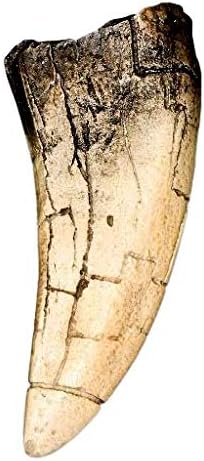 DINOSAURS ROCK Megalodon and Tyrannosaurus Rex - T-Rex Tooth Replicas Plus Genuine Spinosaurus Dinosaur Tooth!