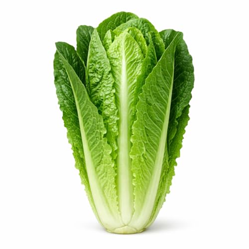 Parris Island Romaine Lettuce Seeds Crisp Upright Heads Heat-Tolerant Heirloom Variety for Home Gardens Raised Beds & Containers