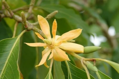 Golden Champa | Swarna Champa |Sonchafa Flower |Michelia Hirwa Chafa| Magnolia Champaca|Champak Chafa Flower Hybrid Healthy Live Plant_(Pack Of 1)