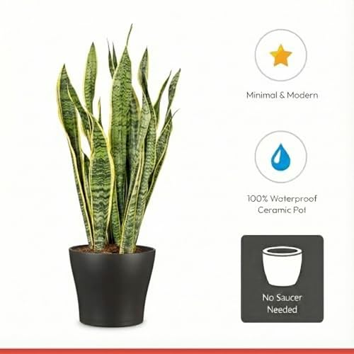 Scheurich Couvercle-Pot céramique anthracite étanche durable - 4
