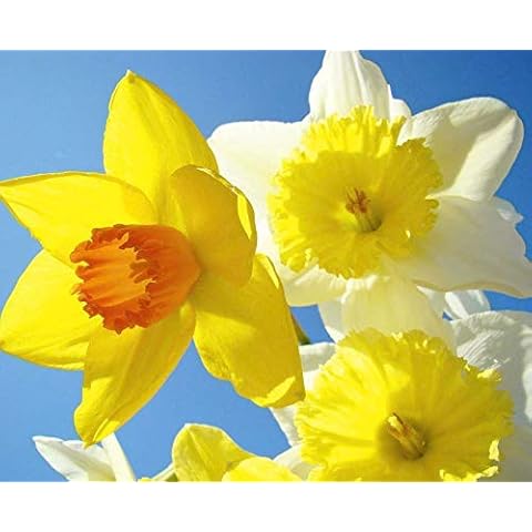 1-20KG Mix Daffodil Narcissus Garden Bulb Spring Flowering TAZETTA WISLEY Minnow Cover