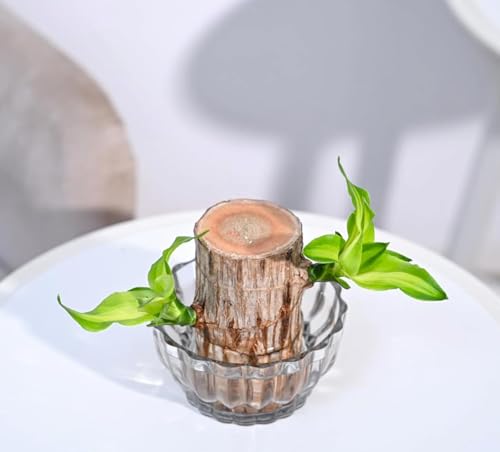 Image of AYUTAS Clear Glass Mini Bowl Planter, Wide Round Shape 2 Layer Lucky Bamboo Plant Pot, Crystal Cut Decorative Glass Bowl For Balcony, Bedroom, Reception & Home Decoration - Pack of 1 Piece, 3.5 Inches