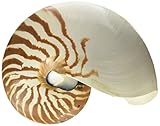 Hinterland Trading Chambered Nautilus Shell