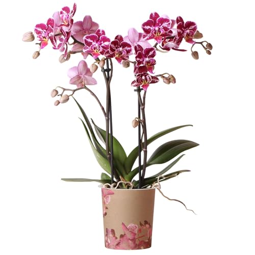 Orchid Phalaenopsis Kolibri Multi Thailand- Moth Orchid - Real Plants for Indoors - House Plants - Live Indoor Real for Living Room Bedroom Office Plant Indoor (9cm Pot 30-40cm)