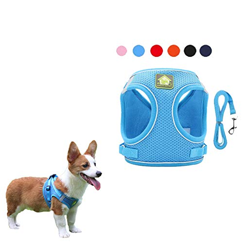 Best Velcro Dogs Reviews and Buying Guide 2023 Maine Innkeepers