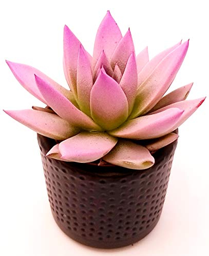 POWERS TO FLOWERS - ECHEVERIA ROSA MINI, CACTUS COLORATI IN VASO CERAMICA, pianta vera