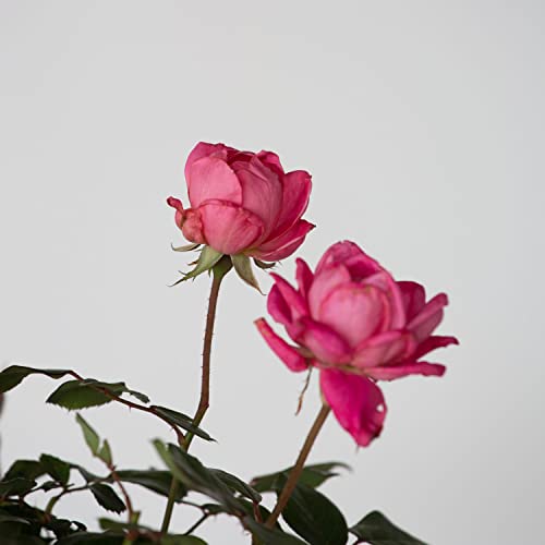 Pink Double Knock Out Rose Bush (1 Gallon) Flowering Semi-Evergreen Shrub With Bubble-Gum Pink Double-Form Blooms - Full Sun Live Outdoor Plant #TOP2