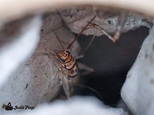 Josh's Frogs 3/4" Banded Crickets (500 Count) #TOP7