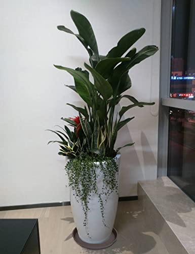 Angde Plant Saucer 16 Inch (13.5 Inch Base), 4 Pack Of 15 Plant Saucer, Heavy Duty Plastic Plant Saucers For Indoors 16" Round, Plant Tray For Pot, Pot Saucers For Planter 13-16" (Chocolate Brown) #TOP4