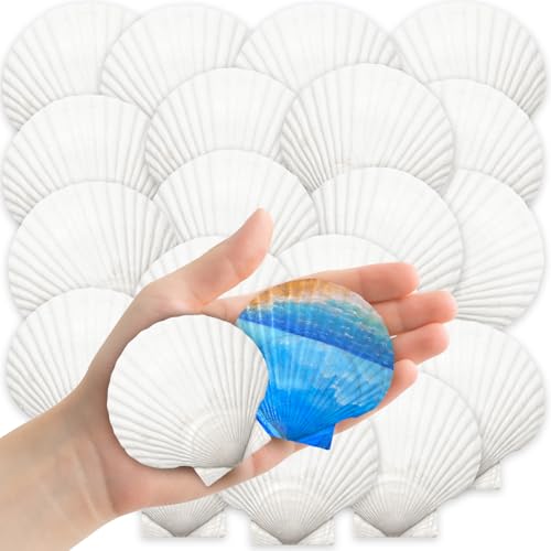 YUJUN 32PCS Natural Scallop Shells 2-3 White Seashells Bulk for Crafts DIY Painting Baking and Ocean Summer Beach Wedding Home Decorations