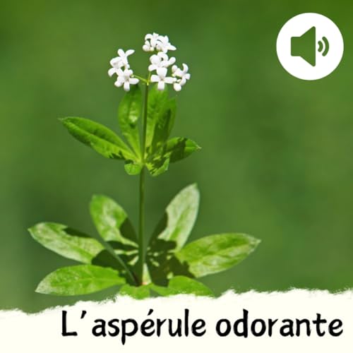 L'asp&eacute;rule odorante