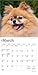 Pomeranians | 2026 7 x 14 Inch (Hanging) Monthly Mini Wall Calendar | BrownTrout | Animals Small Dog Breeds