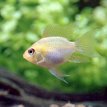 Amazon 熱帯魚 ゴールデンバルーン ラミレジィ ３匹 北海道 九州航空便要保温 Charm チャーム 観賞魚 水中生物 通販