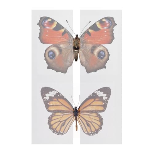 Image of 1 Pack 420 x 70mm x 20 Making Insect Specimen Tools Kit Wings Pressing Paper Insect Pins Insect Pinning Board Insect Display Case Insect Collection for Bug Hobbyist Biology Projects