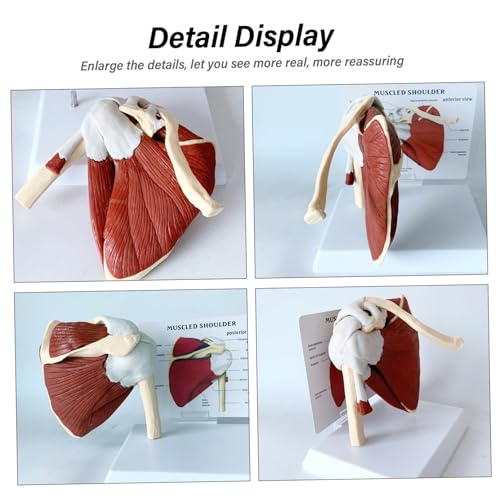 Modelo de articulación de hombro en PVC para explicar lesiones 3