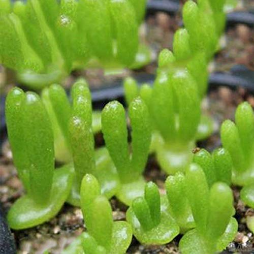 Rabbit Shape Succulents Seeds Mini Potted Flower seeds