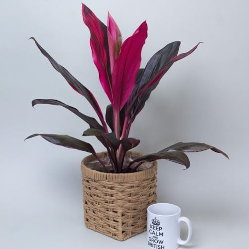 Red House Plant – Cordyline Strawberry Queen, 2 Litre Pot, Tropical Plants UK