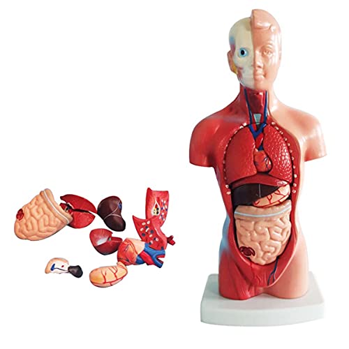 Human Body Model 11 inch Anatomical Assembly Model of Human Organs with 15 Parts Removable...