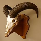 GTK Geweihe & Trophäen Krumholz ist seit über 30 Jahren Ihr Ansprechpartner für Jagdtrophäen, Zubehör und jagdliche Accessoires