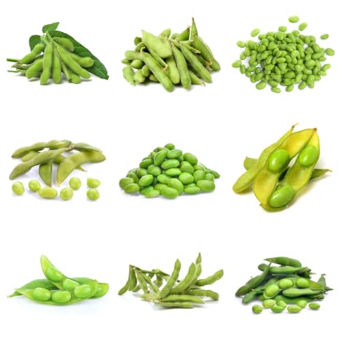 semillas de frijol edamame, raras edamame de invierno, resistentes para jardín, jardín perennes resistentes 25pcs