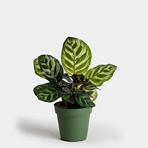 Healthy Vibe� Calathea (calathea makoyana (Peacock calathea) Very Rare (B0C9JM8CXX) Amazon Price History, Amazon Price Tracker