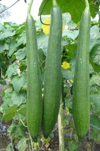 Pinkdose SPONGE GOURD AGRI CHIKNI SEEDS