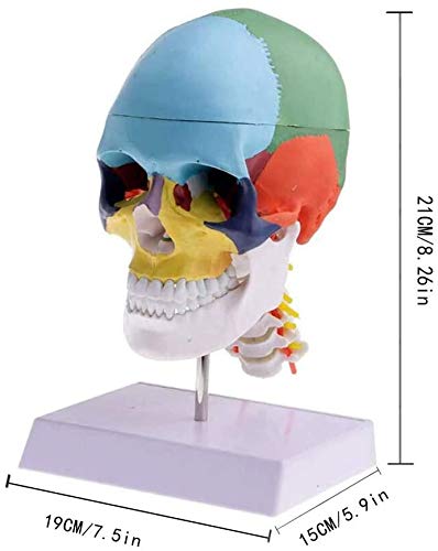 Modèle De L'Anatomie De L'Anatomie Humaine du Squelette De Matériel Médical Os Peinture Sculpture Cervicale Inquiring