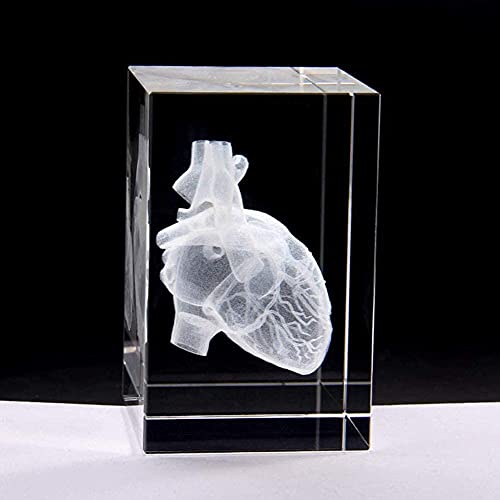 Modèle d'enseignement d'anatomie de cœur humain 3D pour presse-papier de bureau - 2