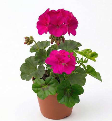 Geranio Zonale Fucsia in Vaso | Pianta Fiorita Primaverile da Balcone e Giardino | Gerani Resistenti Sole | Fioritura Abbondante | Pianta Ornamentale Facile da Coltivare | Idea Regalo Natura