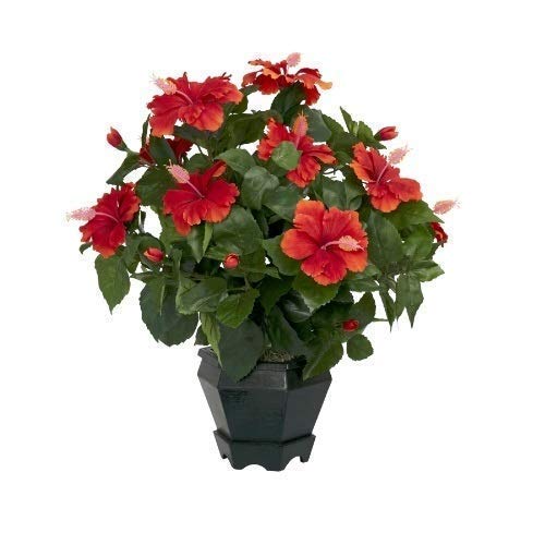 Charming Gronhus Red Hibiscus Live Gudhal Flowers Jaswand Cultivation Ornamental Gardening Gurhal Sembaruthi Mandaramu Dasavaala Chemparuthi Outdoor Gurud Patua Japakusuma Plant with Pot (B0CZP9YF2X) Amazon Price History, Amazon Price Tracker