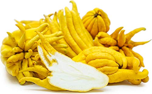See full amazon price history chart for M-Technologies Rare Buddhas Hand Lemon Citrus medica Exotic 1 Layering Live Plant M-Technologies Rare Buddhas Hand Lemon Citrus medica Exotic 1 Layering Live Plant (B08T7ZS4YQ) Amazon Price History, Amazon Price Tracker