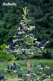 50 Semi Pz coreana Abete Abies, Nordmann Abete (Albero di Natale, conifera) semi di Albero. Casa giardino Bonsai Piante semi fresco Die Luft 23