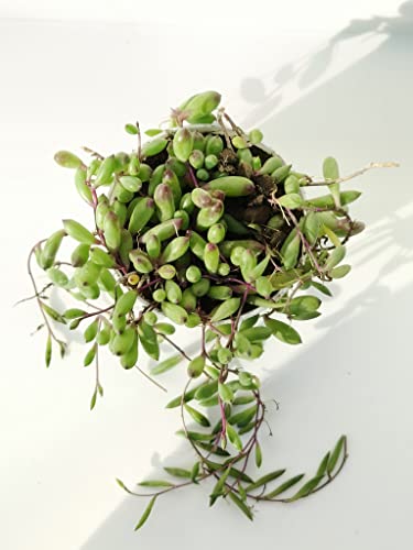 Image of Farm Storey String of Rubies, Othonna capensis, Live succulent plant, hanging succulent plant