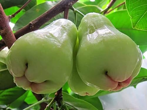 Image of All-Time12 Months Hybrid Grafted Guti Kolom Live Fruit Plant Original & Authentic for Outdoor Fast-Growing Fruit Plant Home Pack Of-1 (Water Apple Fruit Plants Varieties Combo Pack of-4, Medium)