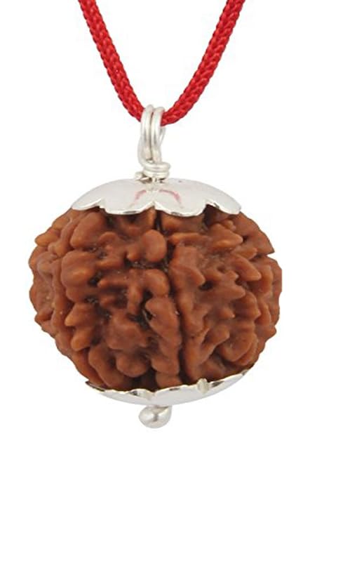 7 Mukhi Faced Indonesia Rudraksha Natural & G R G L Certified Astrological Seven Mukhi Faced Rudraksha Positive Effect Unisex Both for Men & Women-image-25