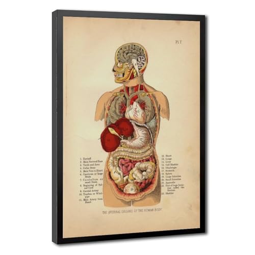 Impression sur toile organes internes corps humain 1905 decoration bureau 40x60 cm