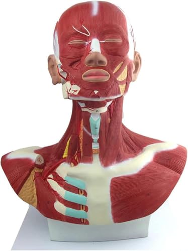 Modèle d'anatomie humaine - Modèle de muscles de la tête et du visage pour l'entraînement et l'apprentissage dans les établissements médicaux et les centres de rééducation