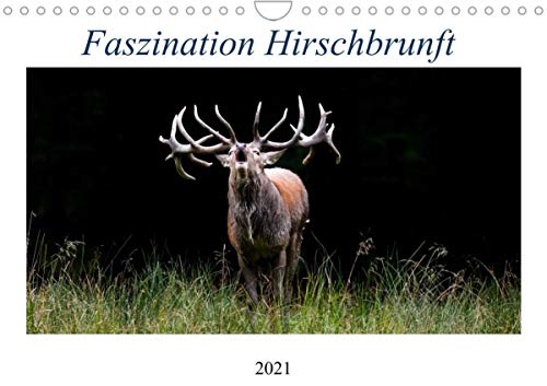 Preisvergleich Produktbild Faszination Hirschbrunft (Wandkalender 2021 DIN A4 quer)