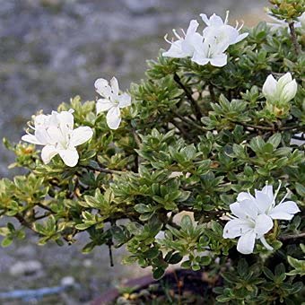 蕾たっぷり　純白の花　水の山吹　一重咲き　クルメツツジ　キリシマ　ガーデニング Amazon | [ 花木苗 ] 深山霧島「白花八つ房」2.5寸ポット苗 | 花