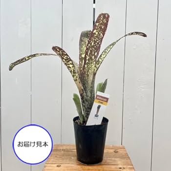 Amazon｜タンクブロメリア ビルベルギア ドリーム 3.5号 (直径10.5cm