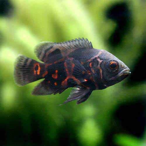オスカーの飼育方法 | そうだ、熱帯魚を飼おう