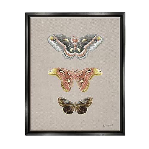 Image of Vintage Moth Specimens Nature, 24 x 30 Inch Canvas in Floater Frame