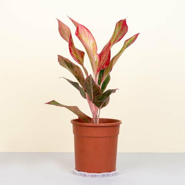 Plantorish_Aglaonema (Lipstick Single Stem) Natural Live Indoor Plant | Healthy Live Plant | For Home, Office, Livingroom, Bedroom, Garden Décor (Pack of 1)_F55-image-43