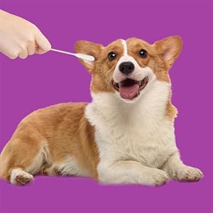 Large-Cotton-Swabs-with-Wooden-Sticks-for-Pets-100-Pack6-Inch-Big-Cotton-Swabs--Long-Cotton-Swabsdog-ear-swabslong-cotton-swab-dog-ear-swabsSpecially-Designed-for-Petscleaning-solution - Cucciolini Doodles   Large-Cotton-Swabs-with-Wooden-Sticks-for-Pets-100-Pack6-Inch-Big-Cotton-Swabs--Long-Cotton-Swabsdog-ear-swabslong-cotton-swab-dog-ear-swabsSpecially-Designed-for-Petscleaning-solution