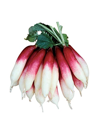 Burpee Fire 'n Ice Radish Seeds 300 seeds