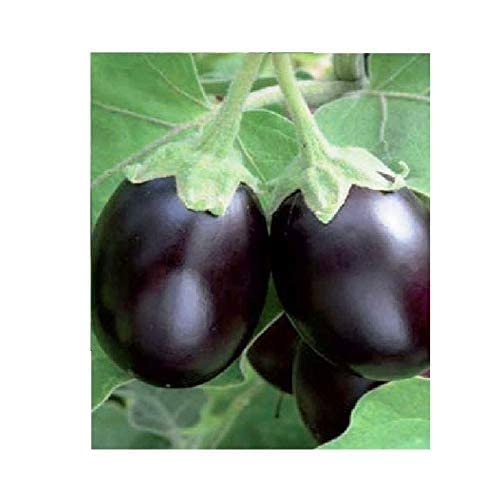 Healthy Vibe Live Brinjal/Eggplant Round Vegetable Plant with Pot (with brinjals on Plant) (B0BJ2SQ9LG) Amazon Price History, Amazon Price Tracker