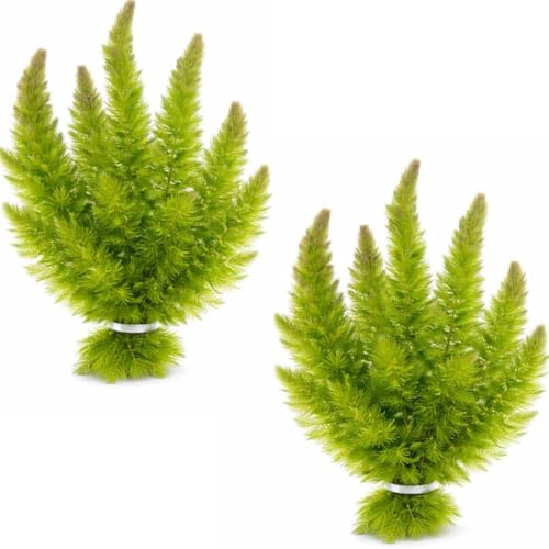 Swimming Creatures™ Live Aquarium Plants (2 Large Bunch Hornwort)