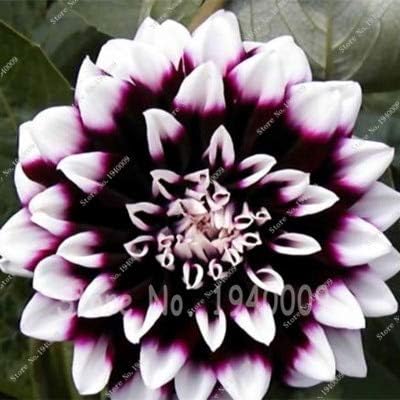 Amazon 24種類の多彩なダリア種子盆栽ダリアの花種子多年草の植物種子 Diyホームガーデンの場合 100 Pcs アートフレーム ポスター オンライン通販