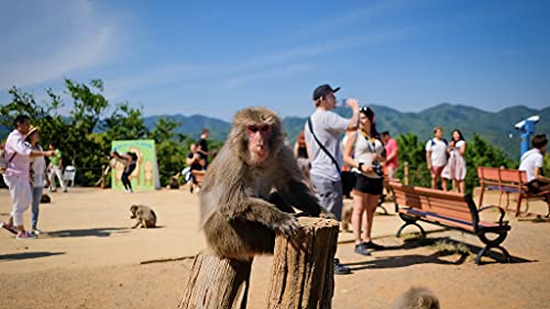 Monkey see, monkey do? Feed Japanese monkeys at Arashiyama Monkey Park